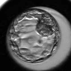 Embryo #3807