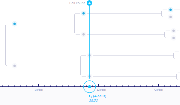 Cells division binary tree.